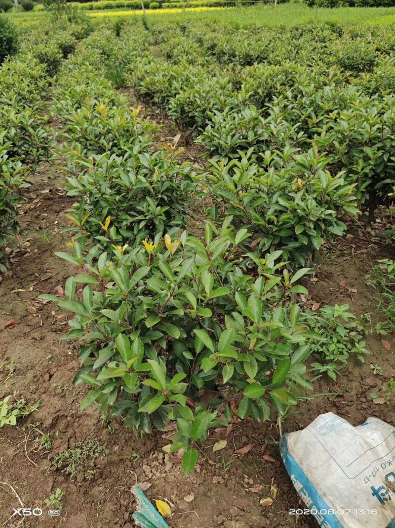 红叶石楠球树苗庭院户外工程隔离绿化带种植火焰红球