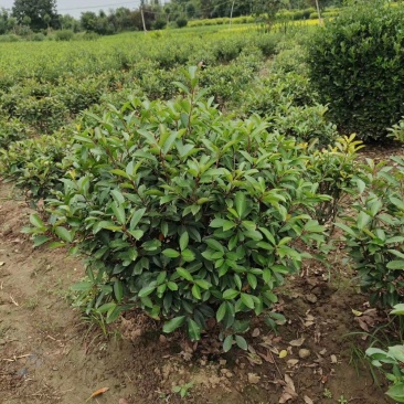 红叶石楠球树苗庭院户外工程隔离绿化带种植火焰红球
