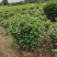 红叶石楠球树苗庭院户外工程隔离绿化带种植火焰红球