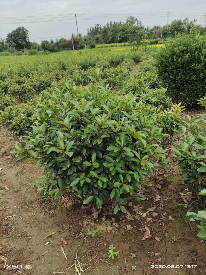 红叶石楠球树苗庭院户外工程隔离绿化带种植火焰红球