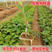 红心猕猴桃苗，绿心猕猴桃苗，也叫奇异果苗，南北方适合种植