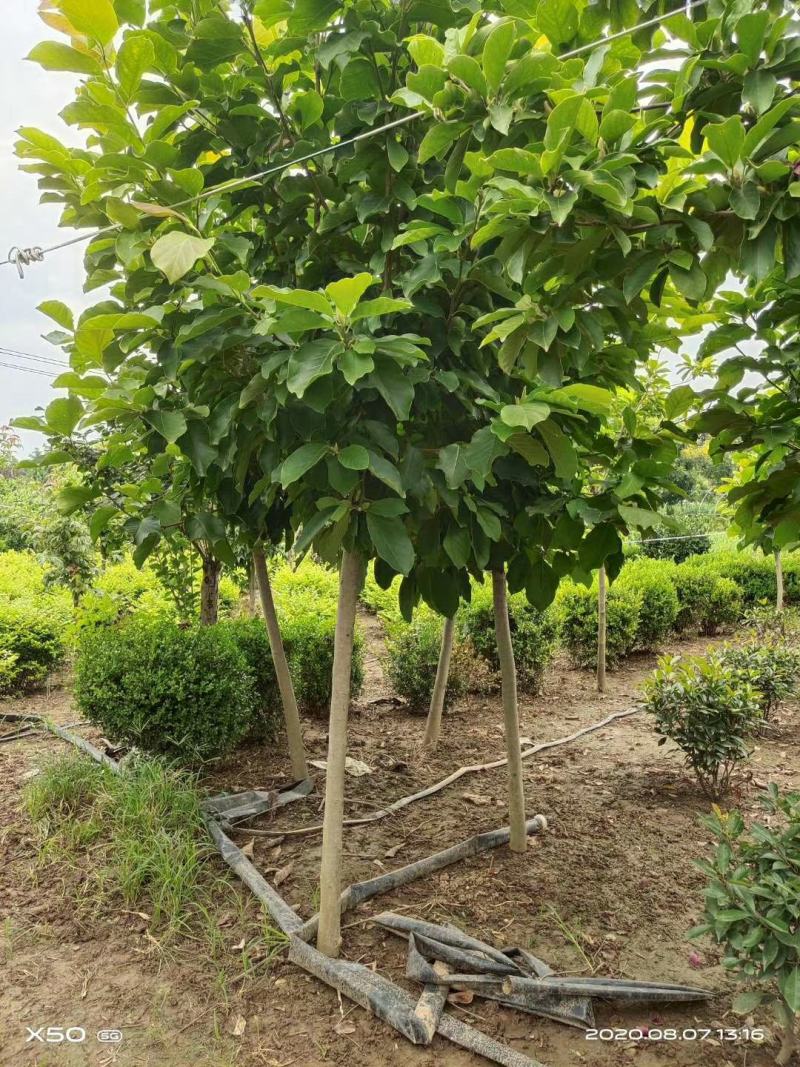 【包结果】枇杷苗嫁接无核南方北方种植盆栽地栽枇杷树苗