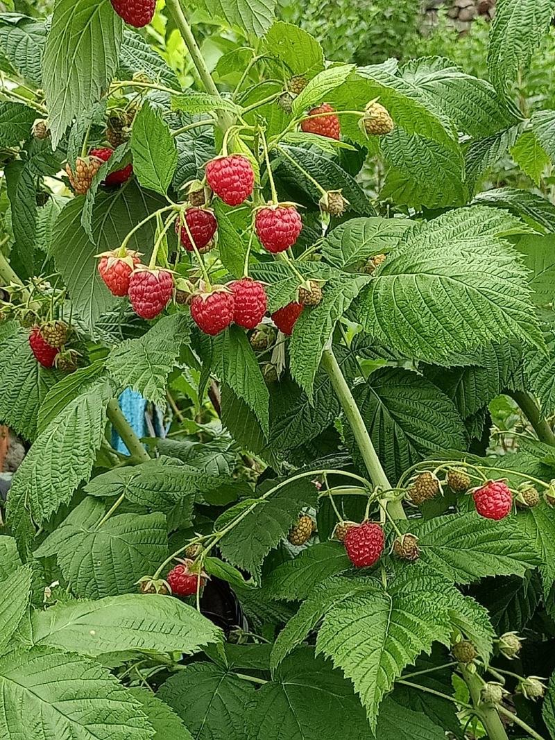 红树莓苗，树莓苗当年栽苗当年挂果产量高，双季红树莓苗树莓