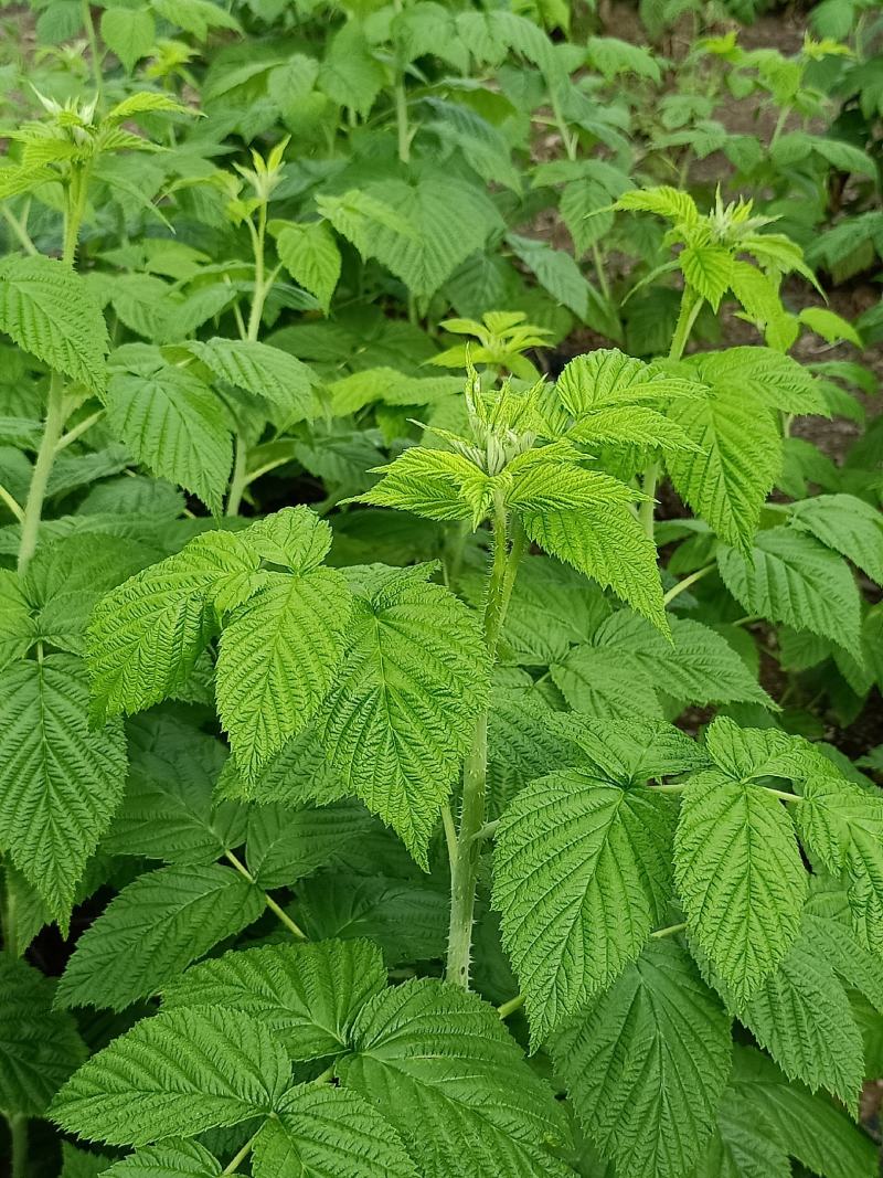 红树莓苗，树莓苗当年栽苗当年挂果产量高，双季红树莓苗树莓