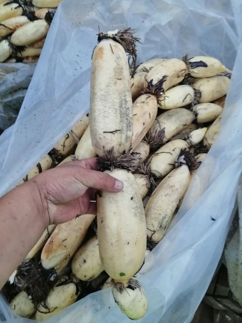 莲藕早熟藕中的精品已经开始