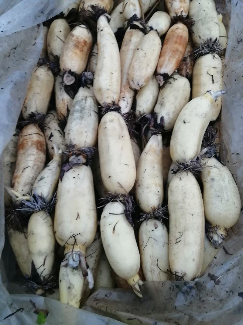 莲藕早熟藕中的精品已经开始