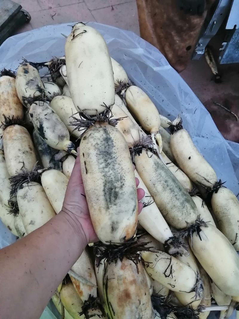 莲藕早熟藕中的精品已经开始