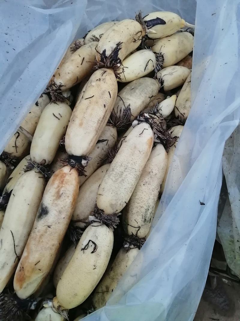 莲藕早熟藕中的精品已经开始