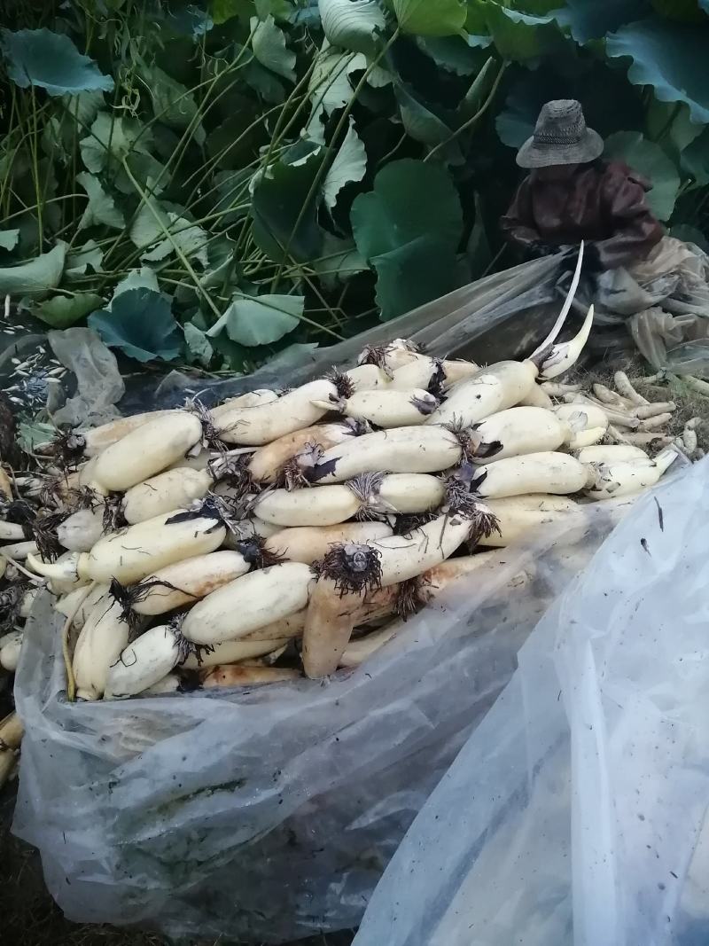 莲藕早熟藕中的精品已经开始