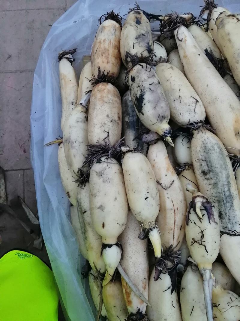 莲藕早熟藕中的精品已经开始