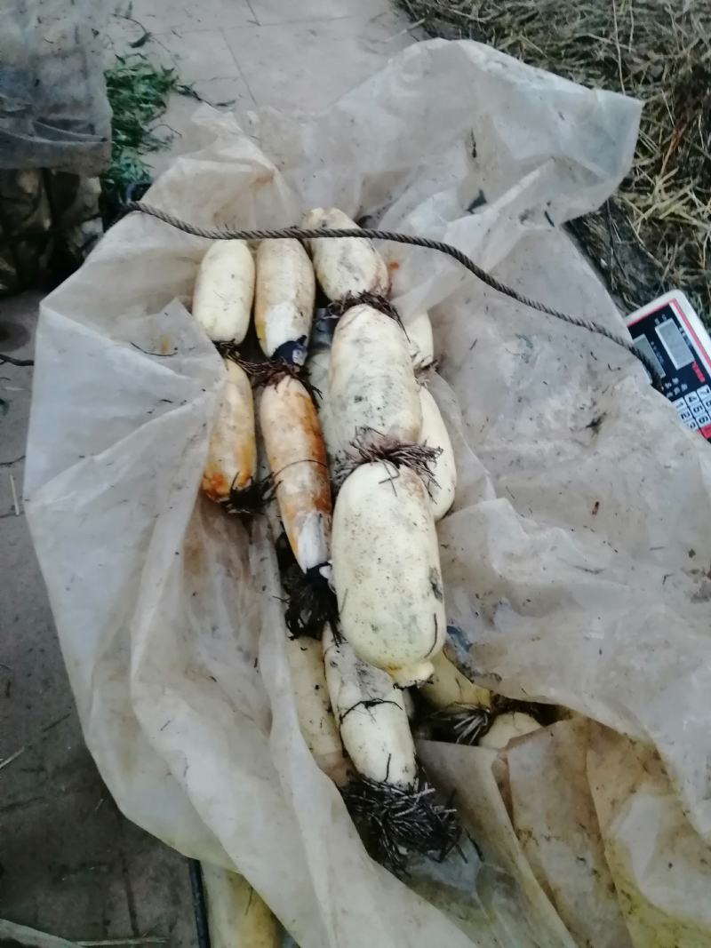 莲藕早熟藕中的精品已经开始