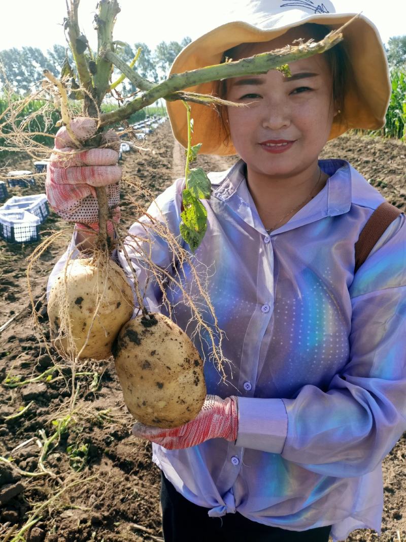 杠三七，大量上市中，