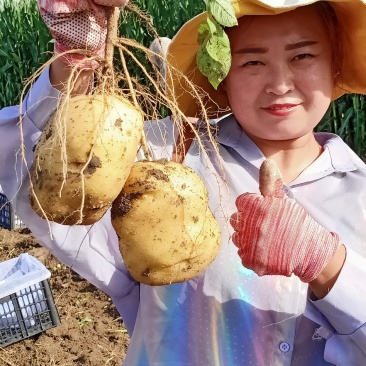 杠三七，大量上市中，