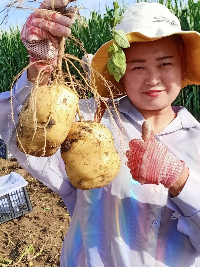 杠三七，大量上市中，