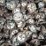 预知子八月扎片，八月瓜片