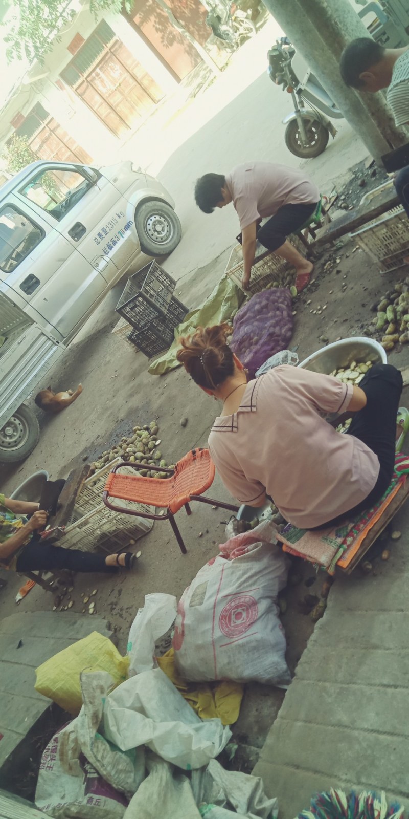 预知子八月扎片，八月瓜片