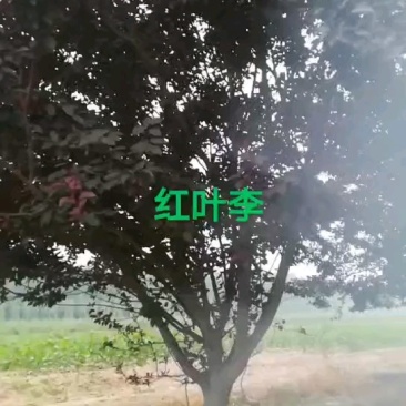 自家苗圃红叶李6～15，海量供应