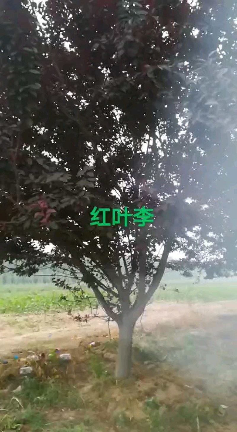 自家苗圃红叶李6～15，海量供应