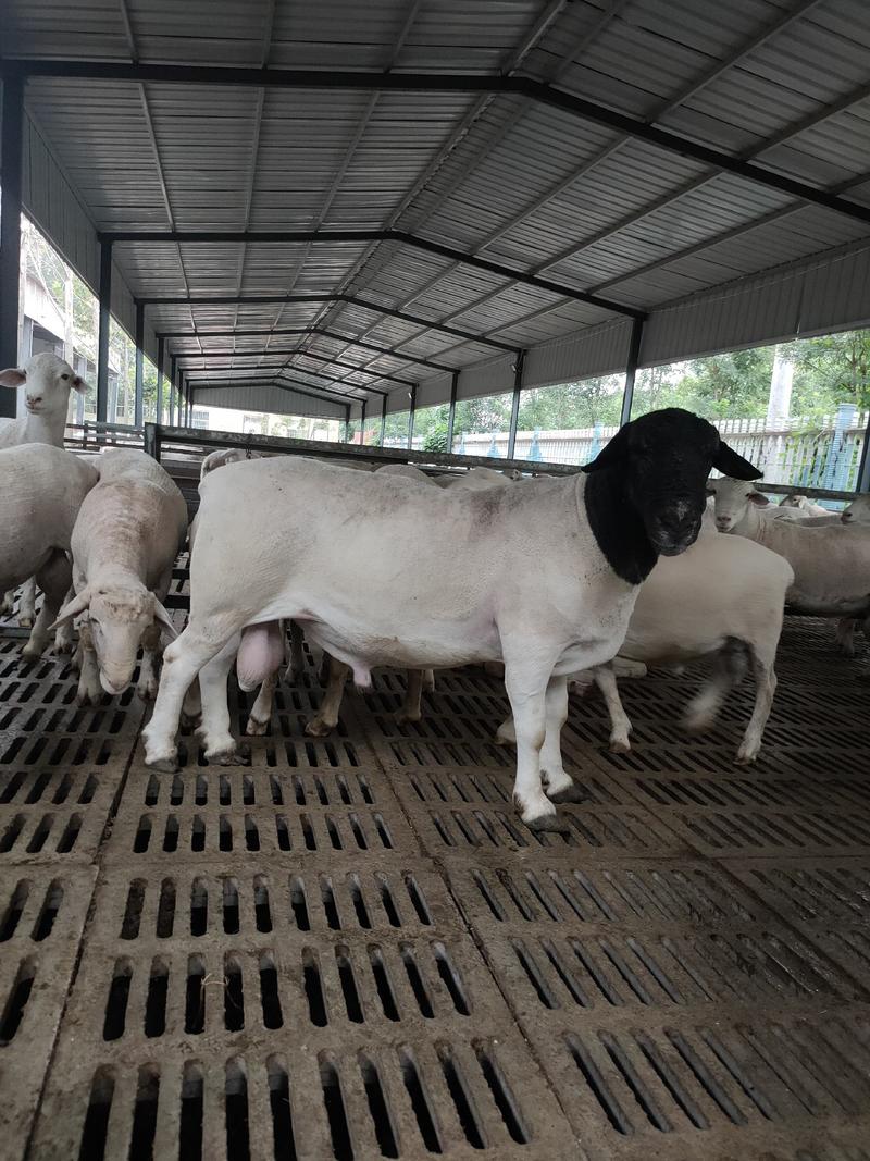 杜泊绵羊大量供应黑头杜波羊活羊有需要养殖可以联系