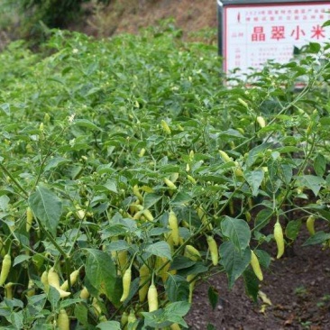 晶翠小米椒，小米椒，，