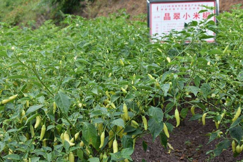 晶翠小米椒，小米椒，，