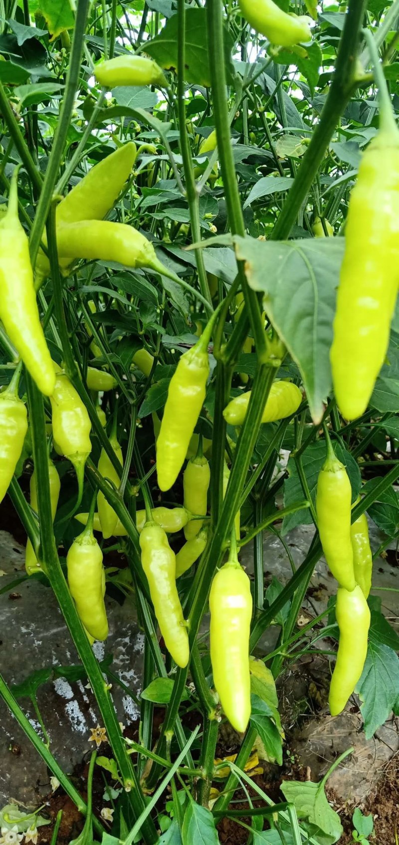 晶翠小米椒，小米椒，，