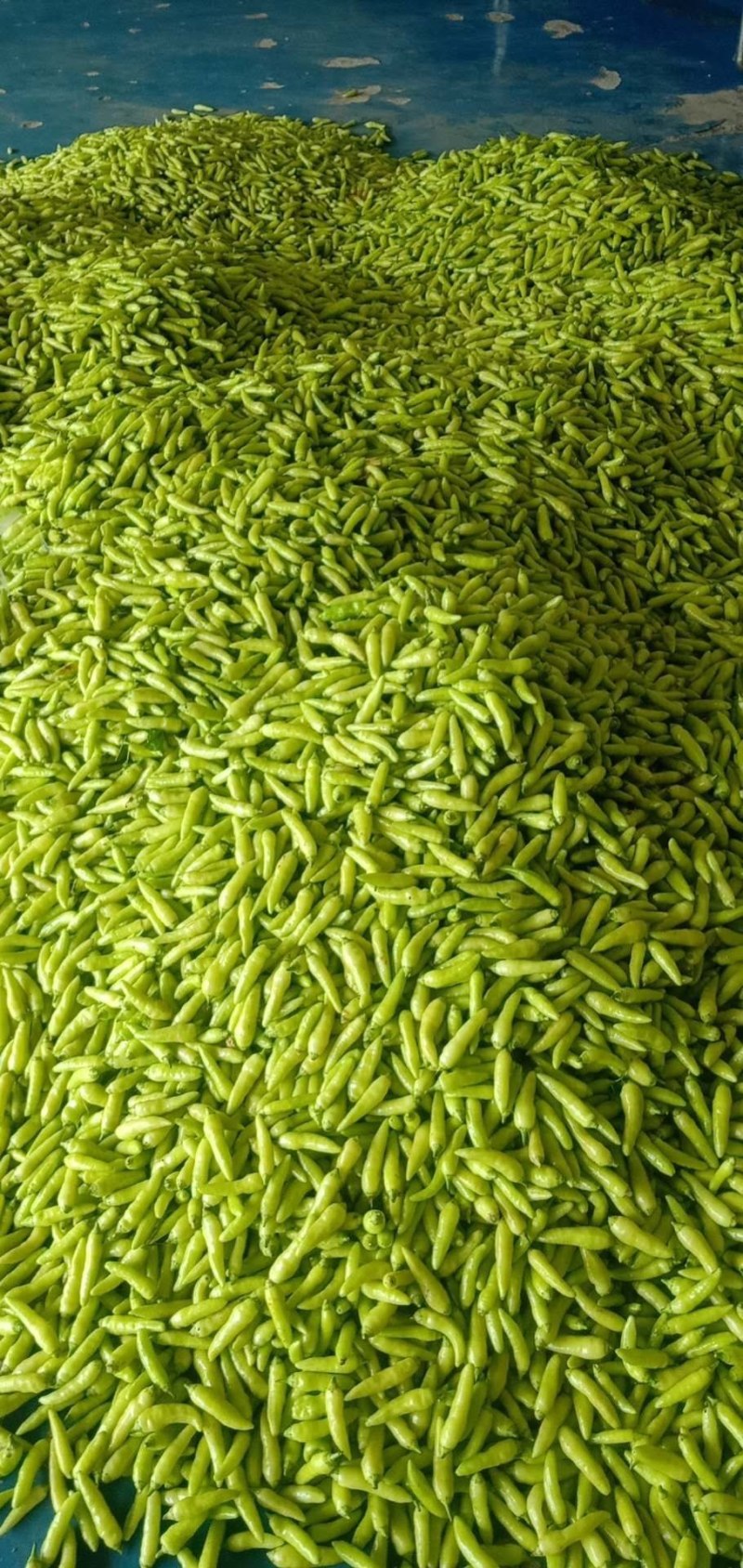 晶翠小米椒，小米椒，，