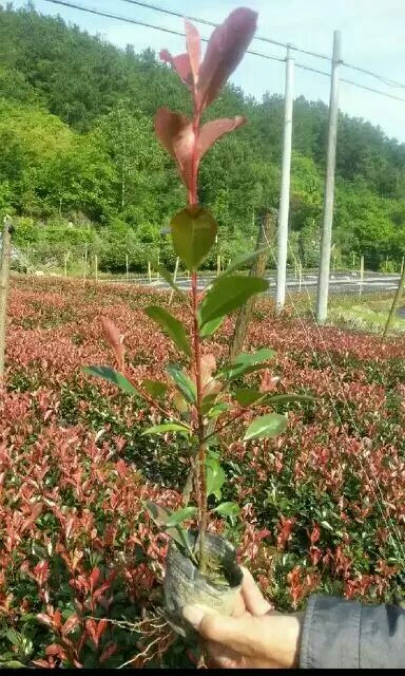 十大功劳狭叶十大功劳山黄莲20一50公分