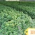 十大功劳狭叶十大功劳山黄莲20一50公分