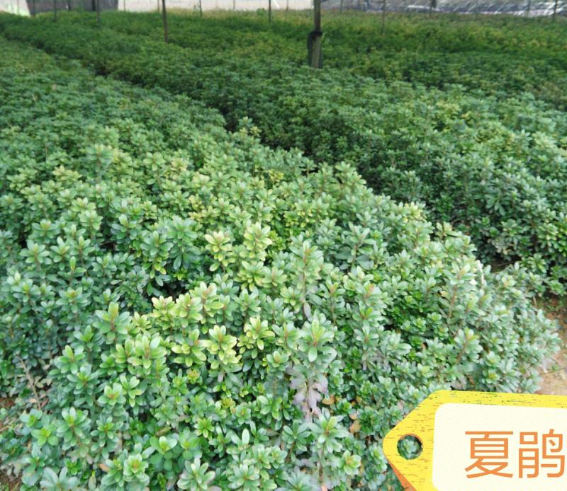 十大功劳狭叶十大功劳山黄莲20一50公分