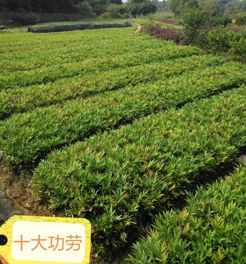 十大功劳狭叶十大功劳山黄莲20一50公分