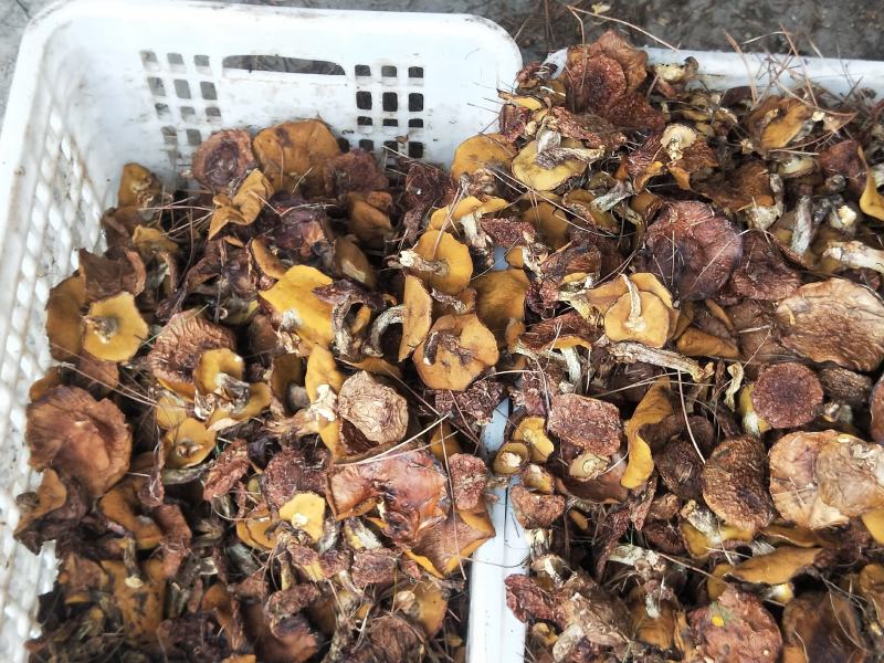 松蘑干。肉蘑干。有需要的联系我