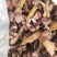 松蘑干。肉蘑干。有需要的联系我