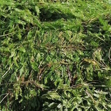 马来眼子菜（大叶藻）耐高温适合各种鱼虾蟹塘