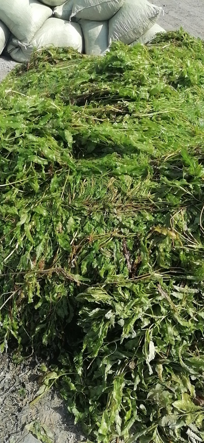 马来眼子菜（大叶藻）耐高温适合各种鱼虾蟹塘