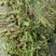 马来眼子菜（大叶藻）耐高温适合各种鱼虾蟹塘