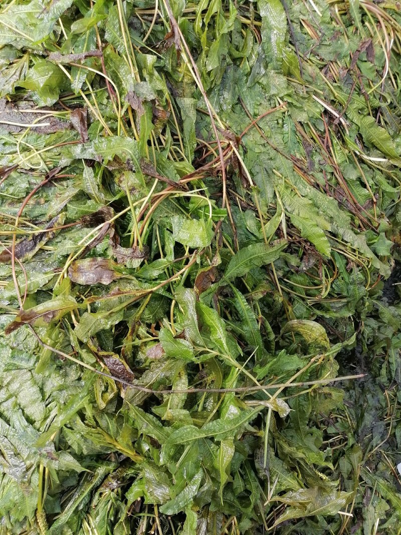 马来眼子菜（大叶藻）耐高温适合各种鱼虾蟹塘