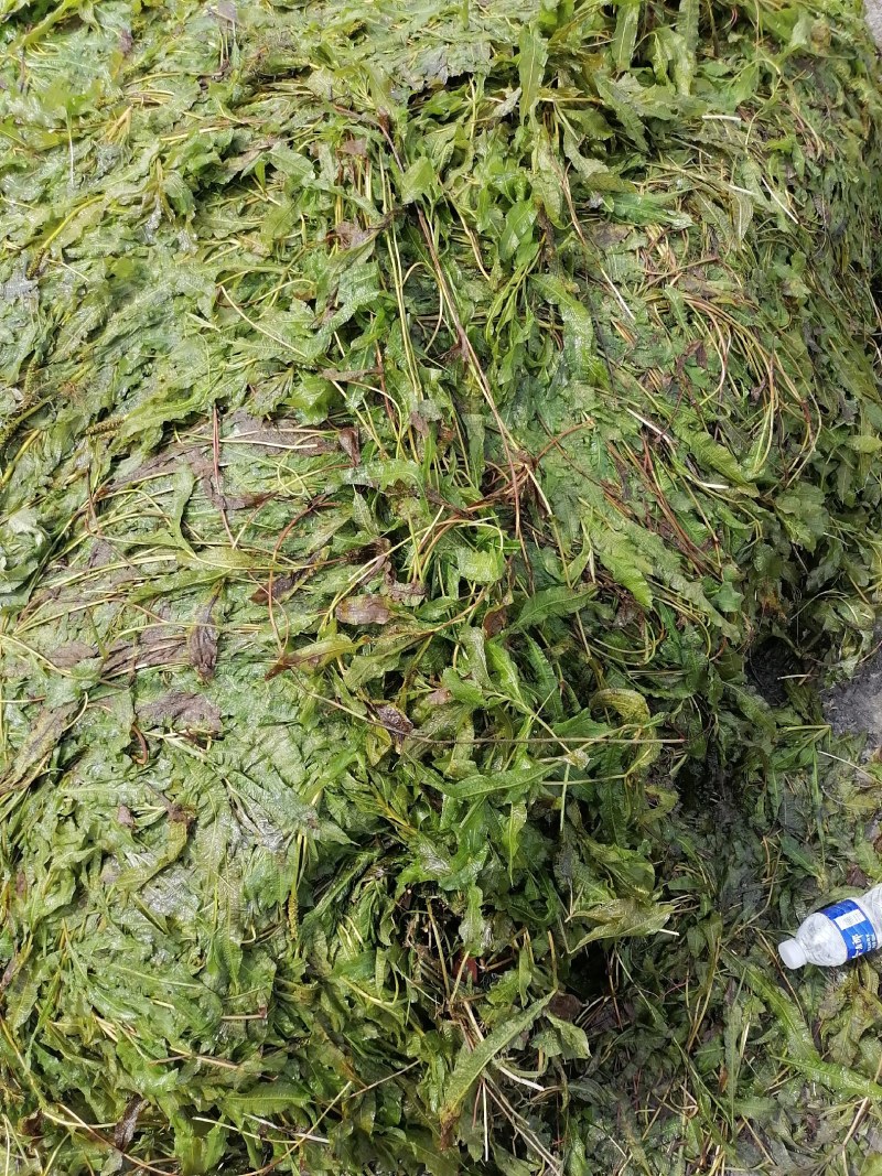 马来眼子菜（大叶藻）耐高温适合各种鱼虾蟹塘