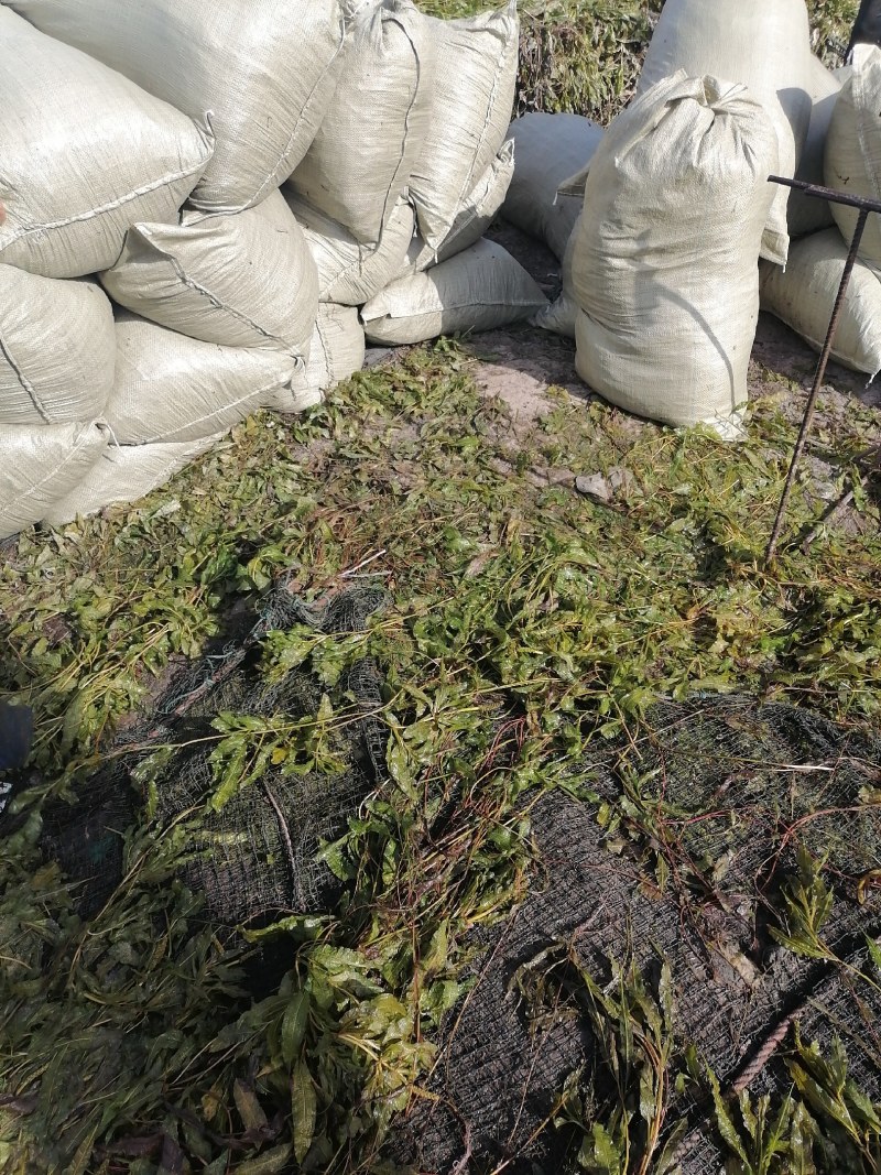 马来眼子菜（大叶藻）耐高温适合各种鱼虾蟹塘