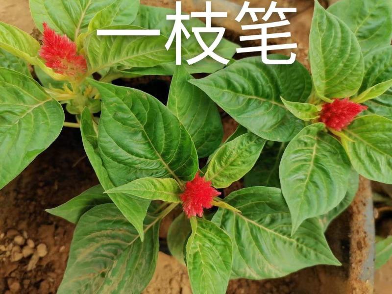 精品鸡冠花，基地直发直销，量大从优，对接政府绿化工程！