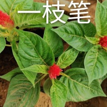 精品鸡冠花，基地直发直销，量大从优，对接政府绿化工程！