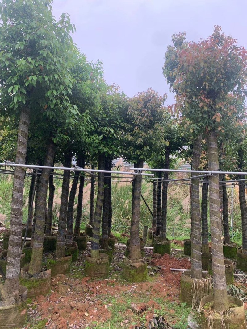 香樟树苗，小中大杯，营养袋苗，移植树苗