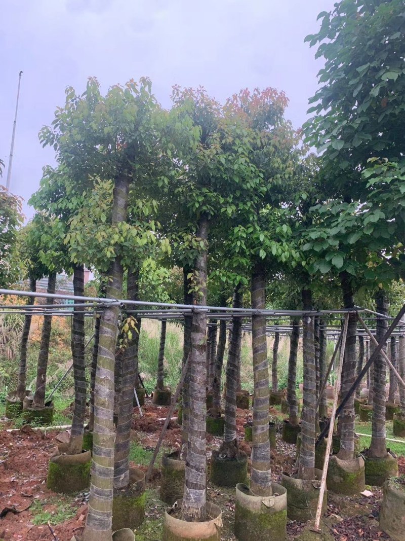 香樟树苗，小中大杯，营养袋苗，移植树苗