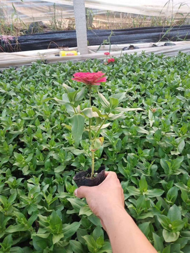 优质百日草，步步高基地直发直销，量大从优，对接政府绿化