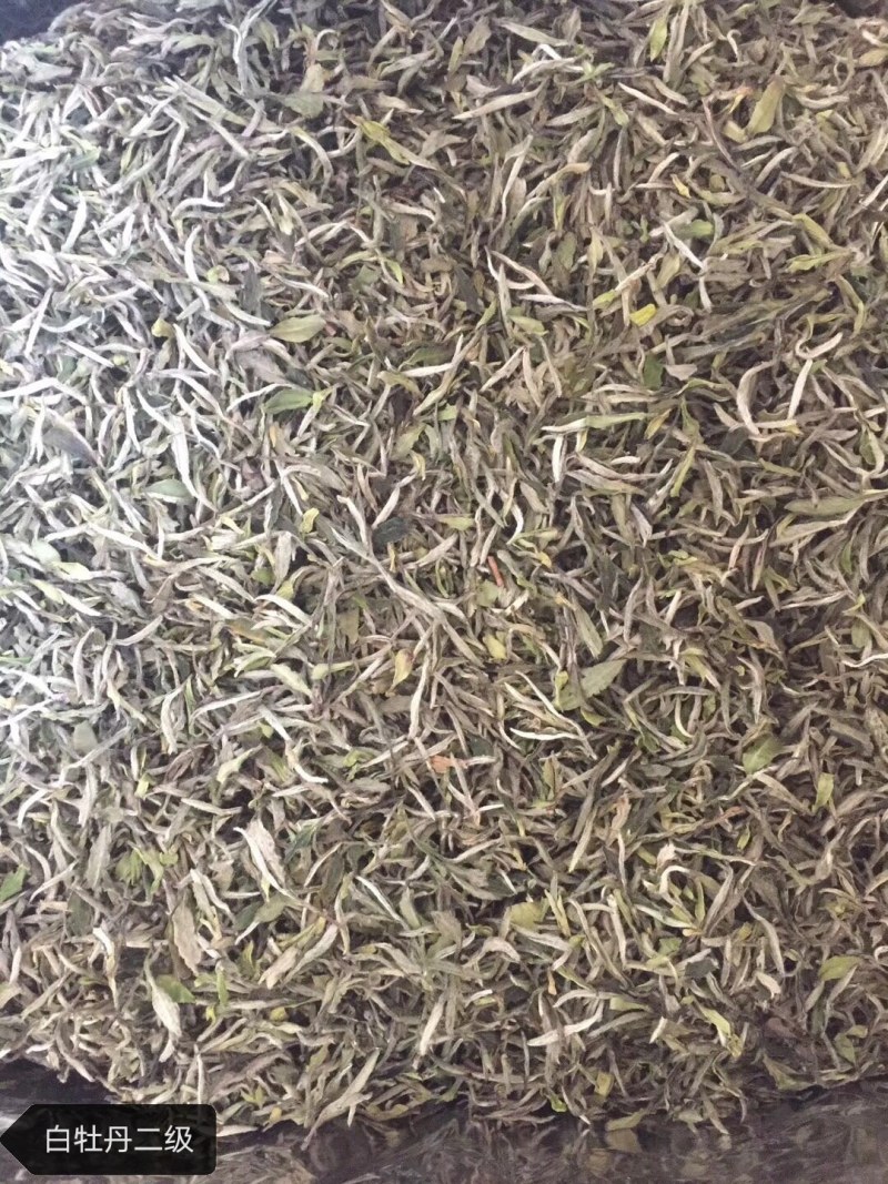 福建省，福鼎白茶