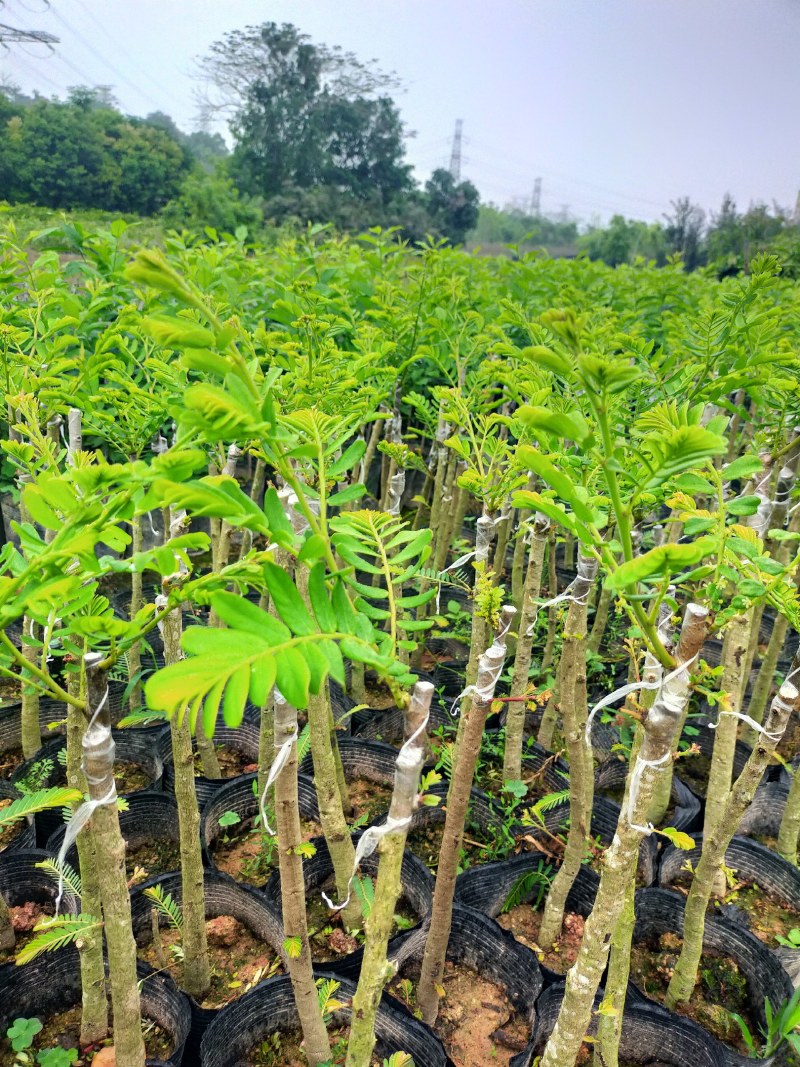 余甘苗，小中大杯，白袋树苗。