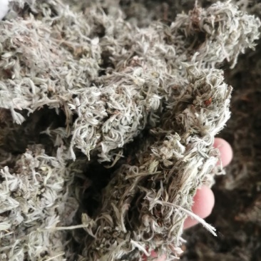包邮绵茵陈，土茵陈牛至干净漂亮干度足干，现货供应！