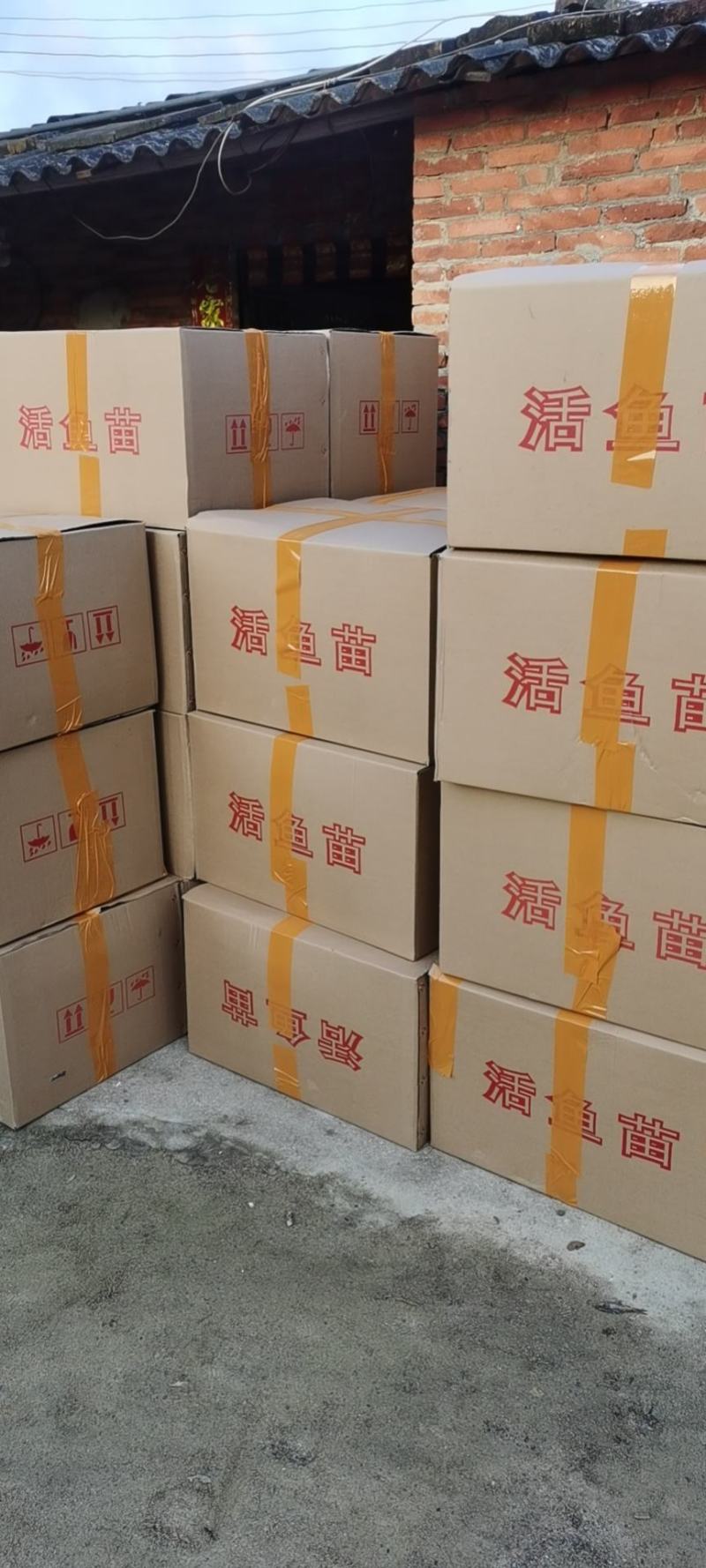 红鲳鱼苗又叫淡水白鲳鱼苗（支持水花批发）支持到现在看货