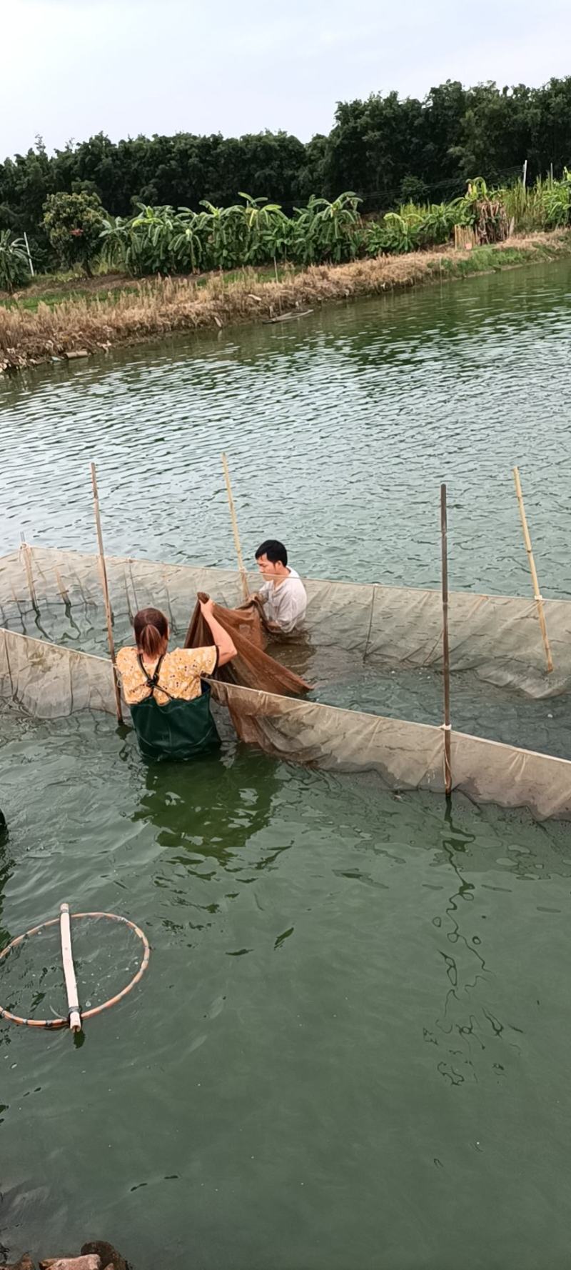 红鲳鱼苗又叫淡水白鲳鱼苗（支持水花批发）支持到现在看货