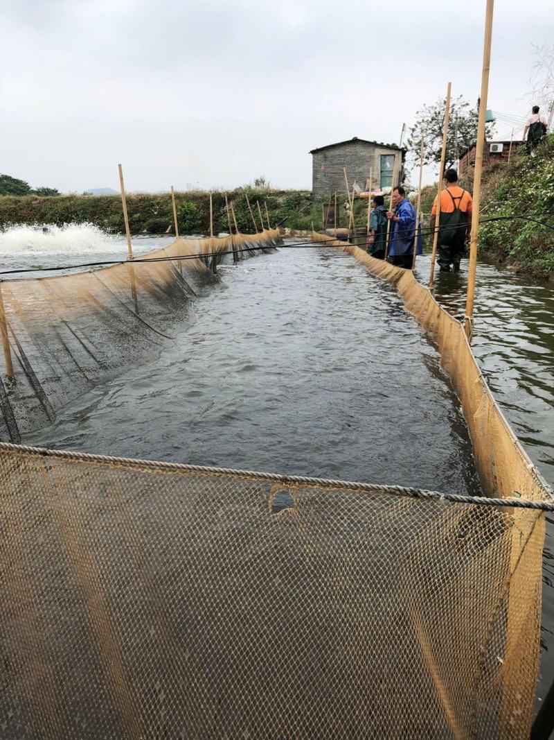 红鲳鱼苗又叫淡水白鲳鱼苗（支持水花批发）支持到现在看货